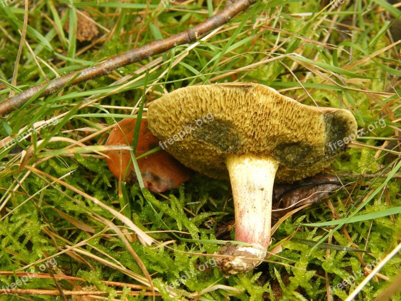 Maroner Mushrooms Forest Autumn Colorful