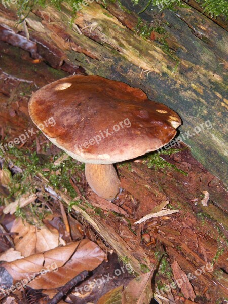 Maronere Mushrooms Forest Autumn Colorful