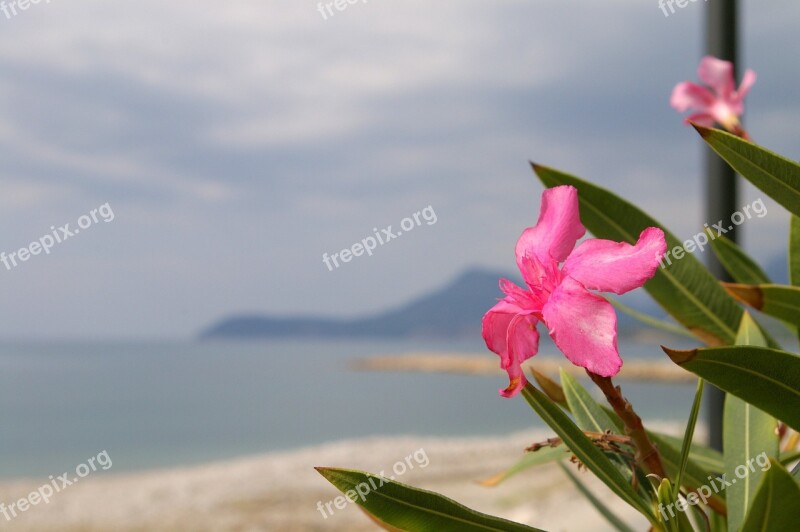 Sea Flower Beach Pink Ornamental Plants