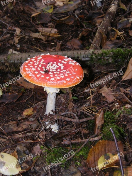 Fly Agaric Mushrooms Forest Autumn Colorful