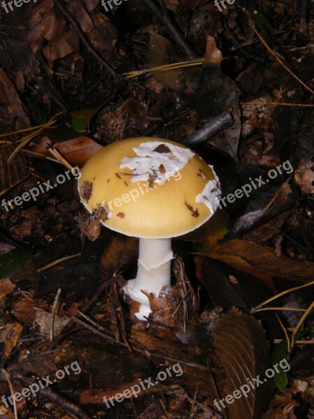 Russula Mushrooms Forest Autumn Colorful