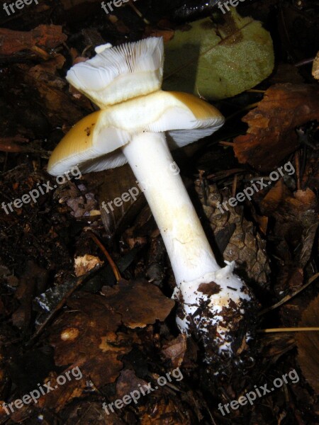 Russula Mushrooms Forest Autumn Colorful