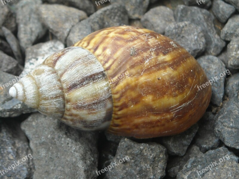 Snail Home Stone Gravel Free Photos