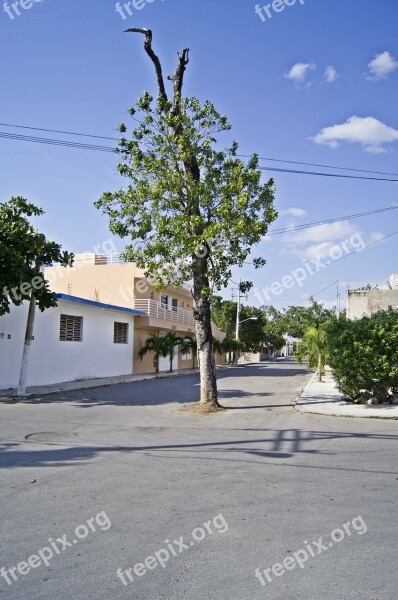 Tree Street Avenue Path Free Photos