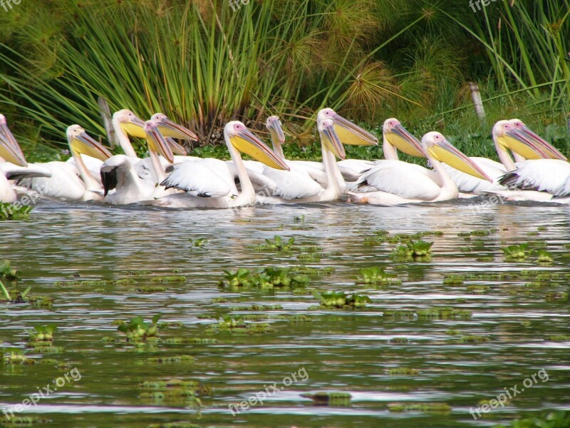 Pelicans Birds Africa Lake Animal