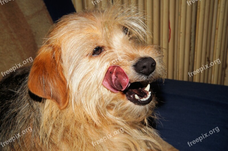 Dog Terrier Head Female Pet