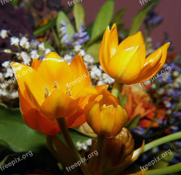 Flower Blossom Bloom Yellow Arrangement