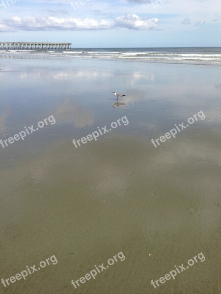 Beach Seagull Water Sand Waves