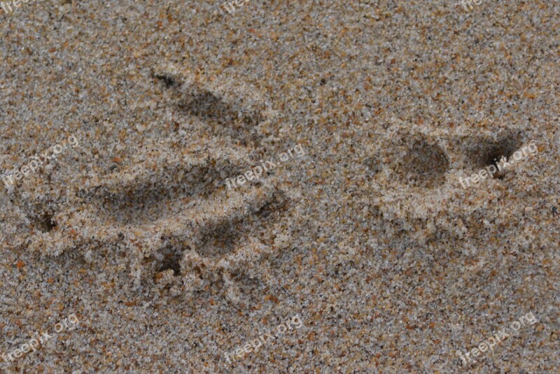 Print Sand Bird Seed Free Photos