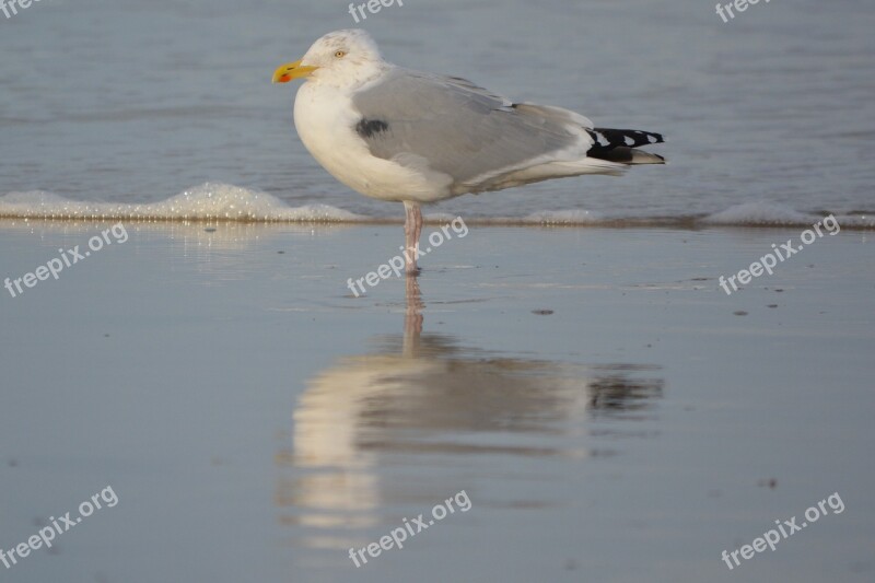 Seagull Sea Bird Nature Free Photos