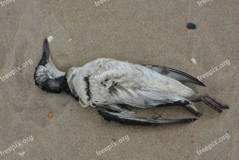 Seagull Dead Bird Bird Beach Free Photos