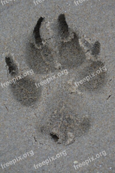 Leg Dog Print Sand Free Photos