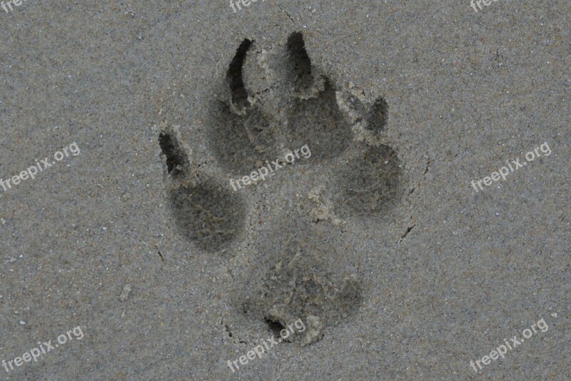 Leg Dog Print Sand Free Photos