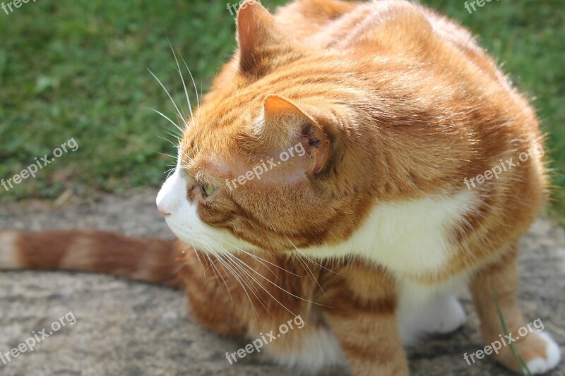 Ginger Cat Cat Ginger Smelling Sniffing