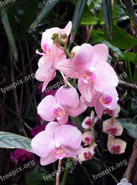 Orchids Flowers Colorful Color Violet