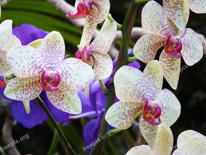 Orchids Flowers Colorful Color White