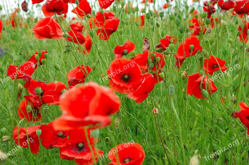 Poppies Red Plant Green Free Photos