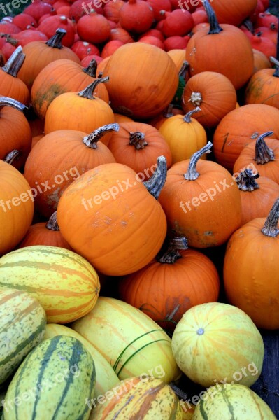 Pumpkin Pumpkins Red Yellow Color