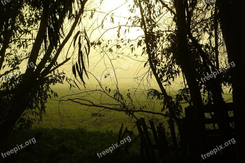 Restlessness Mystery Fog Trees Field