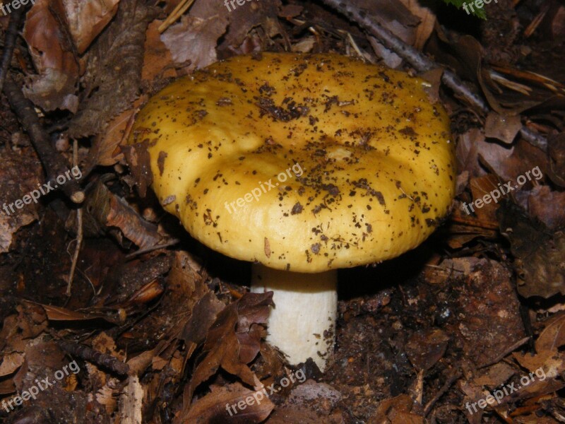 Russula Mushrooms Forest Autumn Colorful