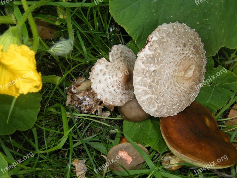 Giant Screen Fungus Drum Mallets Mushrooms Forest Autumn