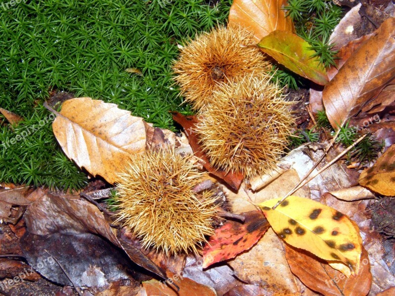 Maroni Spur Forest Autumn Colorful