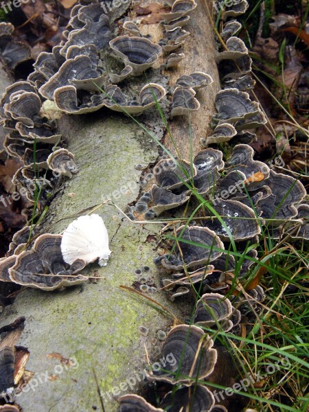 Tramete Mushrooms Forest Autumn Colorful