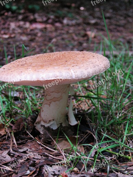 Mushrooms Forest Autumn Colorful Leaves