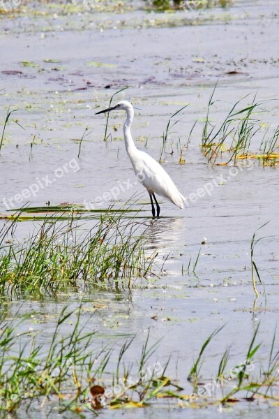 Crane Bird Standing White Wildlife