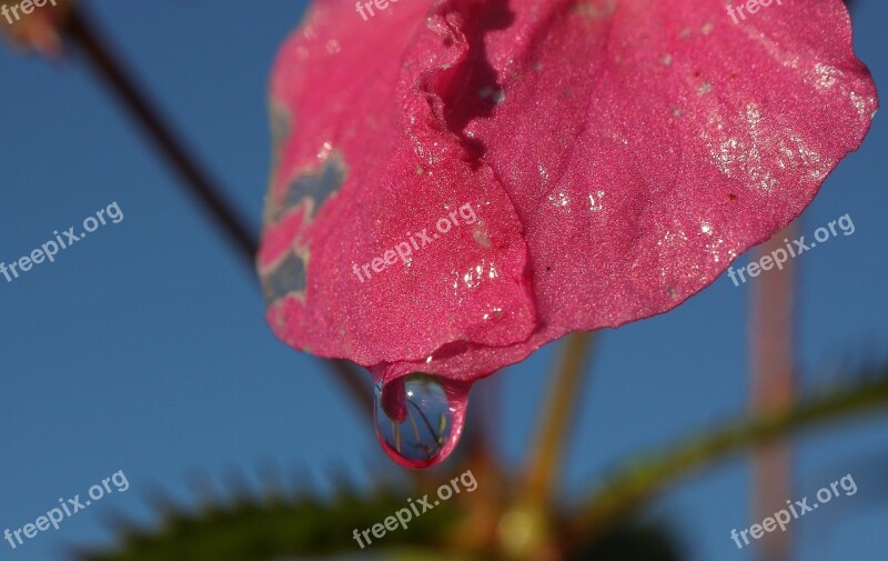 Blossom Bloom Pink Drip Flower