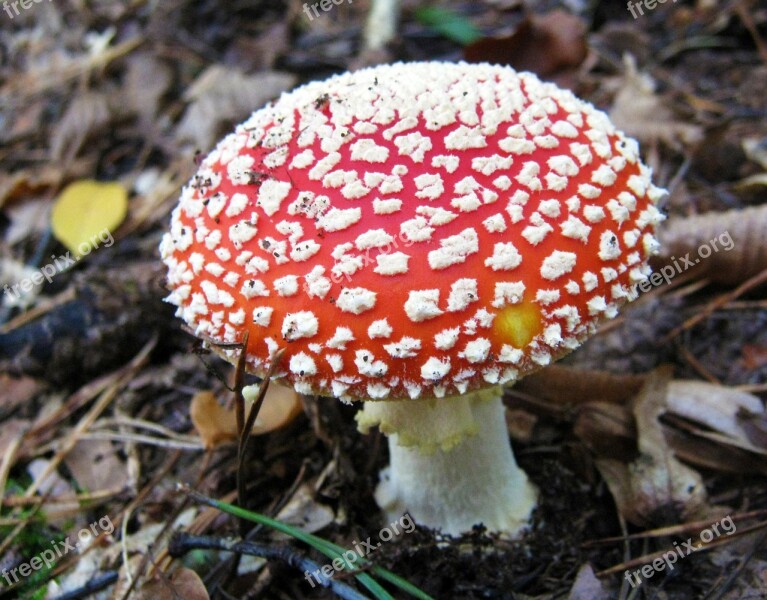 Fly Agaric Mushrooms Forest Autumn Colorful