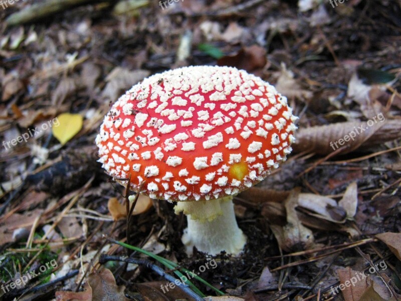 Fly Agaric Mushrooms Forest Autumn Colorful