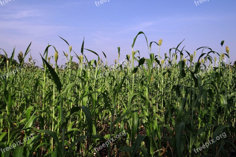 Sorghum Jowar Cereals Crop Karnataka