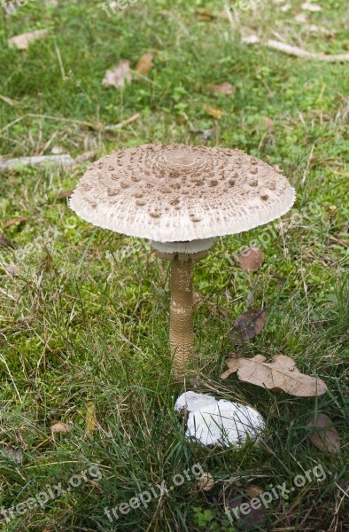 Giant Screen Fungus Mushrooms Forest Autumn Colorful