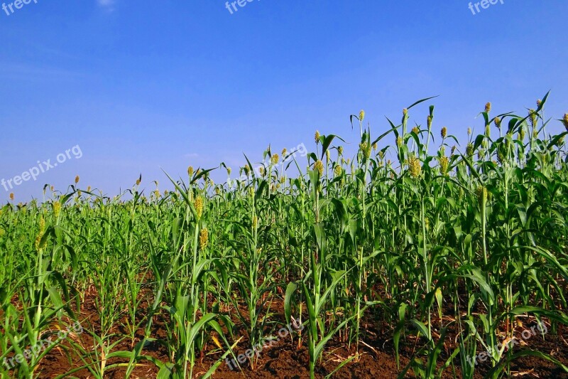 Sorghum Jowar Cereals Crop Karnataka