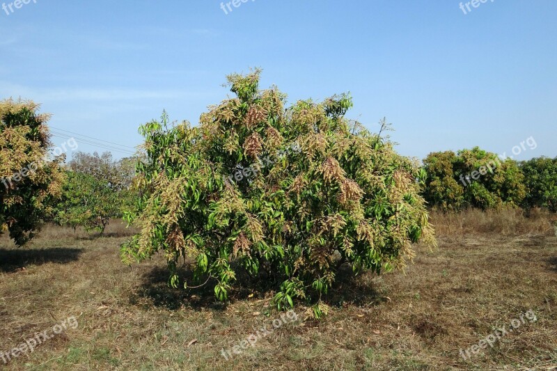 Mango Tree Mangifera Indica Orchard Dwarf Hyv