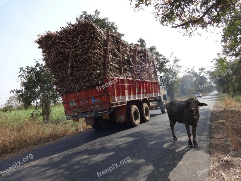 Truck Overcharge Cargo Sugarcane Cow