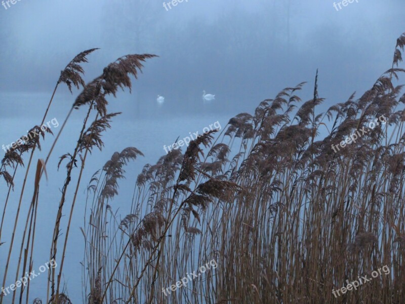 Swan Swan Family Pond Wild Life Reed