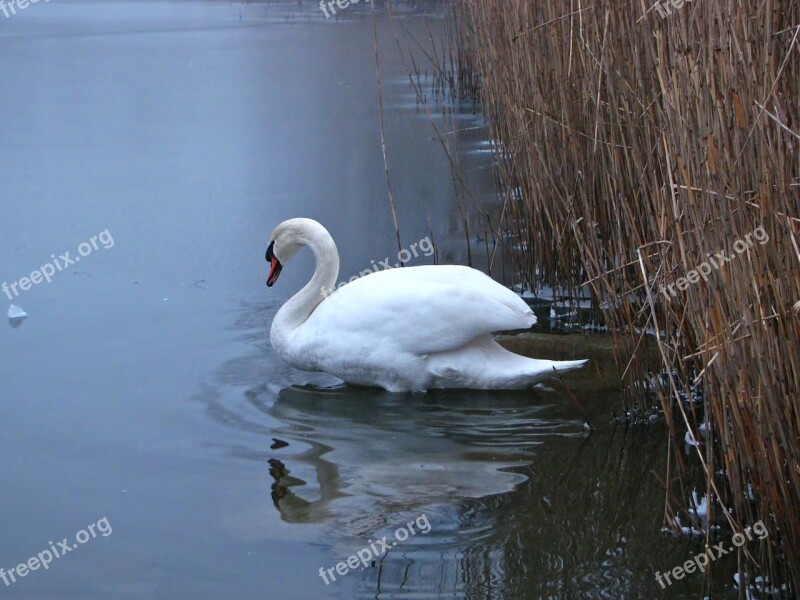 Swan Pond Reed Wild Life Winter