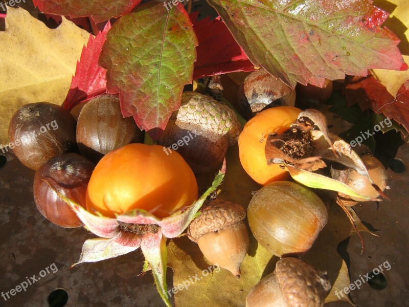 Fruits Acorns Emerge Oak Autumn