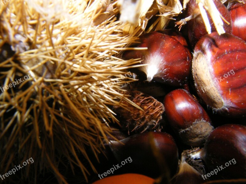 Maroni Sweet Chestnuts Autumn Decoration Free Photos