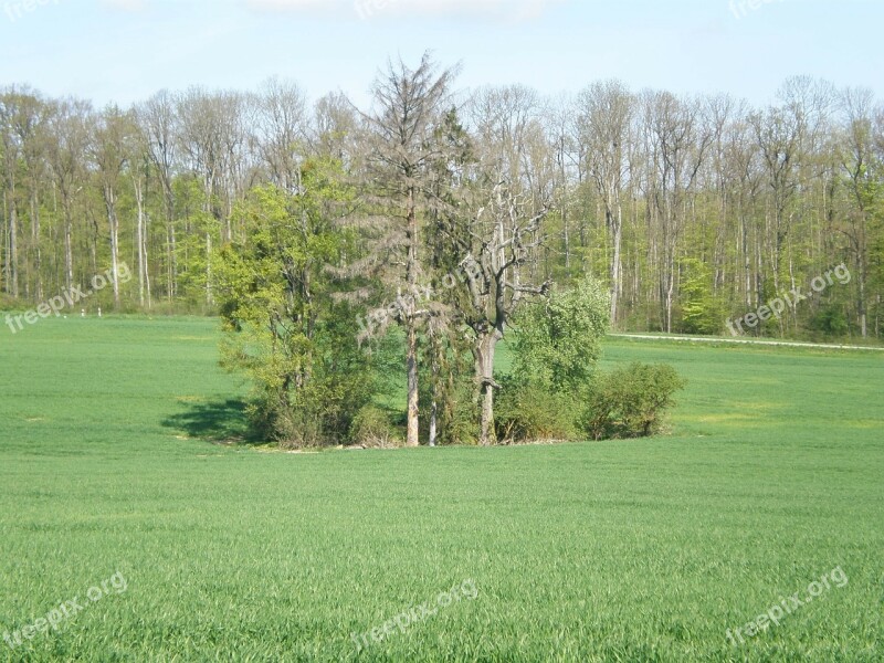 Tree Arid Grove Of Trees Meadow Edge Of The Woods