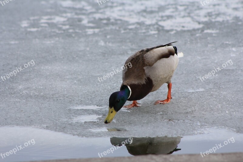 Duck Water Drinks Meal Bird Duck