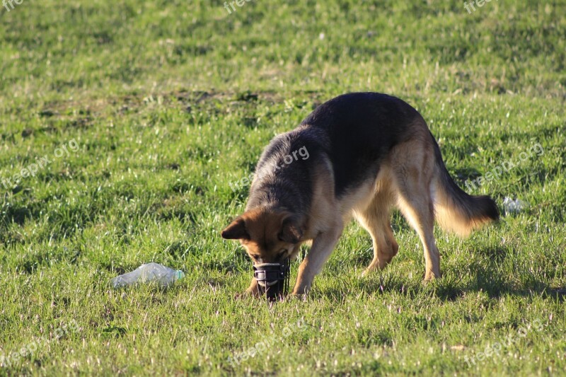 Dog Fun Search Sniffing The Nose