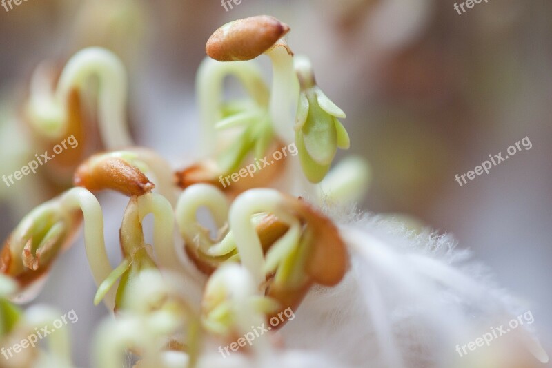 Cress Seedlings Seedling Plant Developing Germ