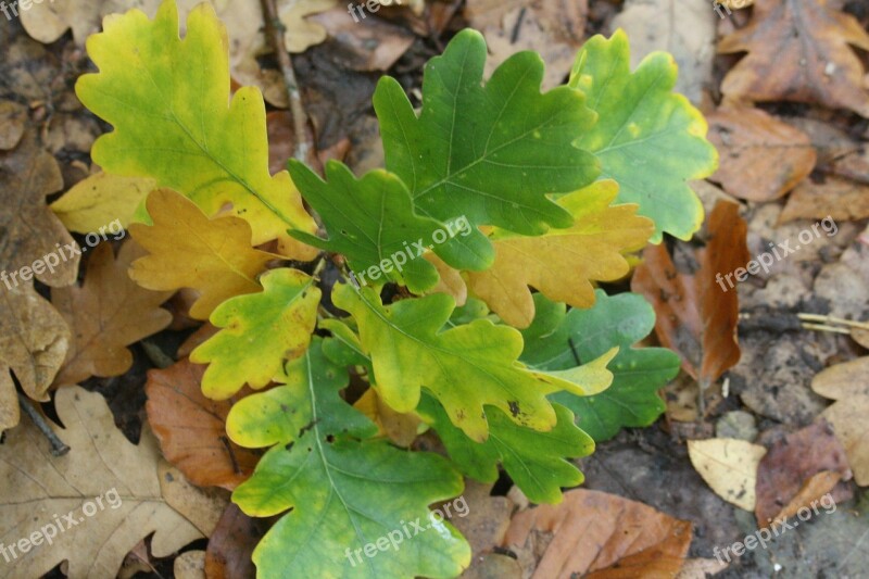 Oak Leaves Leaves Emerge Oak Autumn