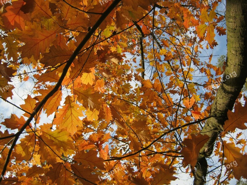 Leaves Autumn Emerge Orange Golden