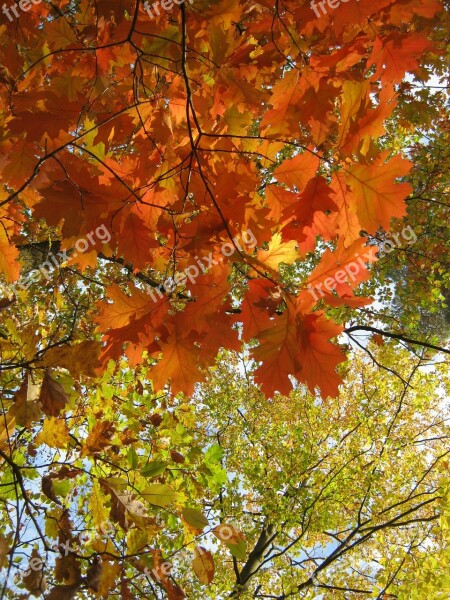 Leaves Autumn Emerge Orange Golden