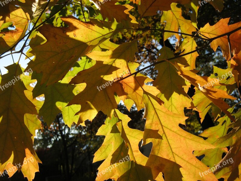 Leaves Autumn Emerge Orange Golden