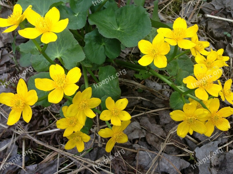 Flowers Forest Woods Plant Wild Flower